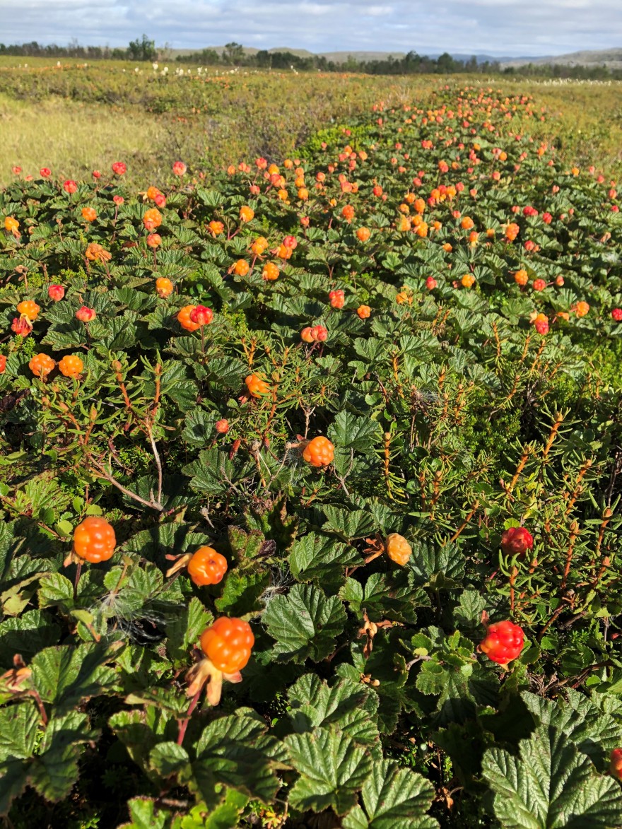 Luopmánat - Cloudberries