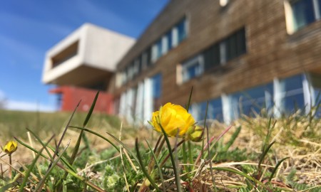 Bilde av Ballblom med Diehtosiida i bakgrunden.