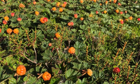 Luopmánat - Cloudberries