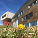 Bilde av Ballblom med Diehtosiida i bakgrunden.